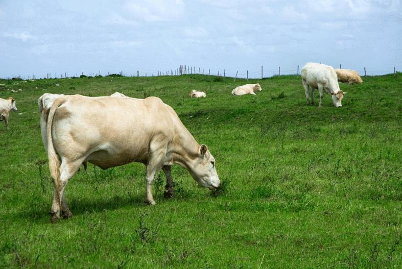 Posada Rural Entreקומיאס מראה חיצוני תמונה